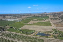 118 Acres Lemons