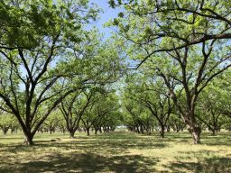 Russell's Pecans and Fine Candy