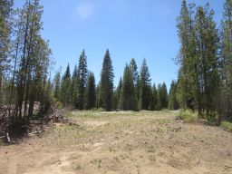 Timber Land 5 acres Klamath County Oregon