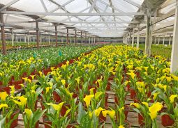 Comm'l Greenhouse/Nursery  |  Approx. 5 AC