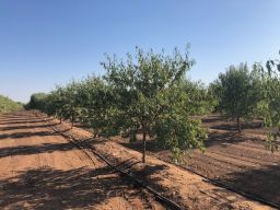 86.5 +- Ac Organic Almonds Shaw Avenue Clovis